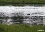 Giant river otters (Pteronura brasiliensis) feeding in Tres Chimbadas oxbow lake