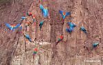Macaws feeding on clay lick