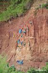 Macaws feeding on clay wall