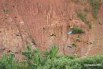 Blue-and-yellow macaws (Ara ararauna) and Red-bellied macaws (Ara manilata)