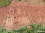 Blue-and-yellow macaws (Ara ararauna), Yellow-crowned parrots (Amazona ochrocephala), Red-and-green macaws and Scarlet macaws feeding on clay