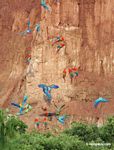 Blue-and-yellow macaws (Ara ararauna), Yellow-crowned parrots (Amazona ochrocephala), Red-and-green macaws and Scarlet macaws feeding on clay