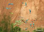 Blue-and-yellow macaws (Ara ararauna), Yellow-crowned parrots (Amazona ochrocephala), and Scarlet macaws feeding on clay