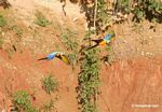 Pair of Blue-and-yellow macaws (Ara ararauna) flying