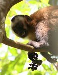 Brown capuchin monkey (Cebus apella) snarling while eating fruit