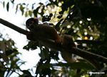 Squirrel monkey (Saimiri sciureus)