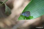 Blue butterfly feeding on bird dropping