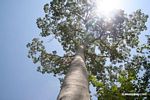 Canopy tree