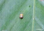 Small yellow and silver beetle