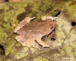 Ground frog