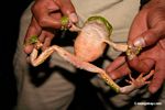 Monkey frog (Phyllomedusa bicolor) being handled by researcher