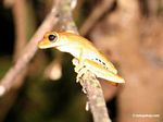 Hyla tree frog in Peru
