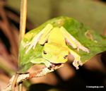 Sleeping cat-eyed frog (Phyllomedusea vaillanti)