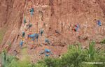 Blue-and-yellow macaws, Scarlet macaws, and parrots on clay lick