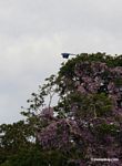 Blue-and-yellow macaw flying in front of purple flowers
