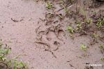 Jaguar footprint in mud