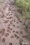 Footprints revealing Jaguar tracking Capybara