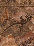 Mabuya bistriata skink (lizard) on forest floor