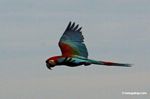 Red-and-green macaw in flight