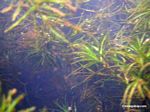 Bladderwort aquatic plants in Amazon Oxbow lake
