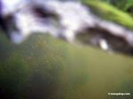 Bladderwort aquatic plants in Amazon Oxbow lake